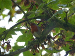 FZ009012 Robin in tree at Raglan Castle.jpg